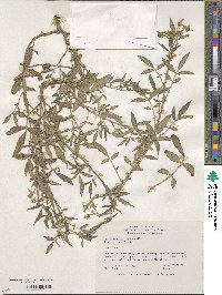 Solanum trifidum image