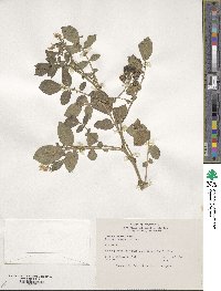 Solanum stoloniferum image