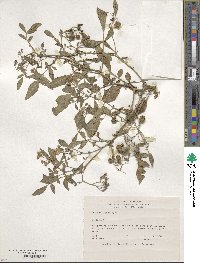 Solanum stoloniferum image