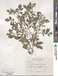 Solanum stoloniferum image