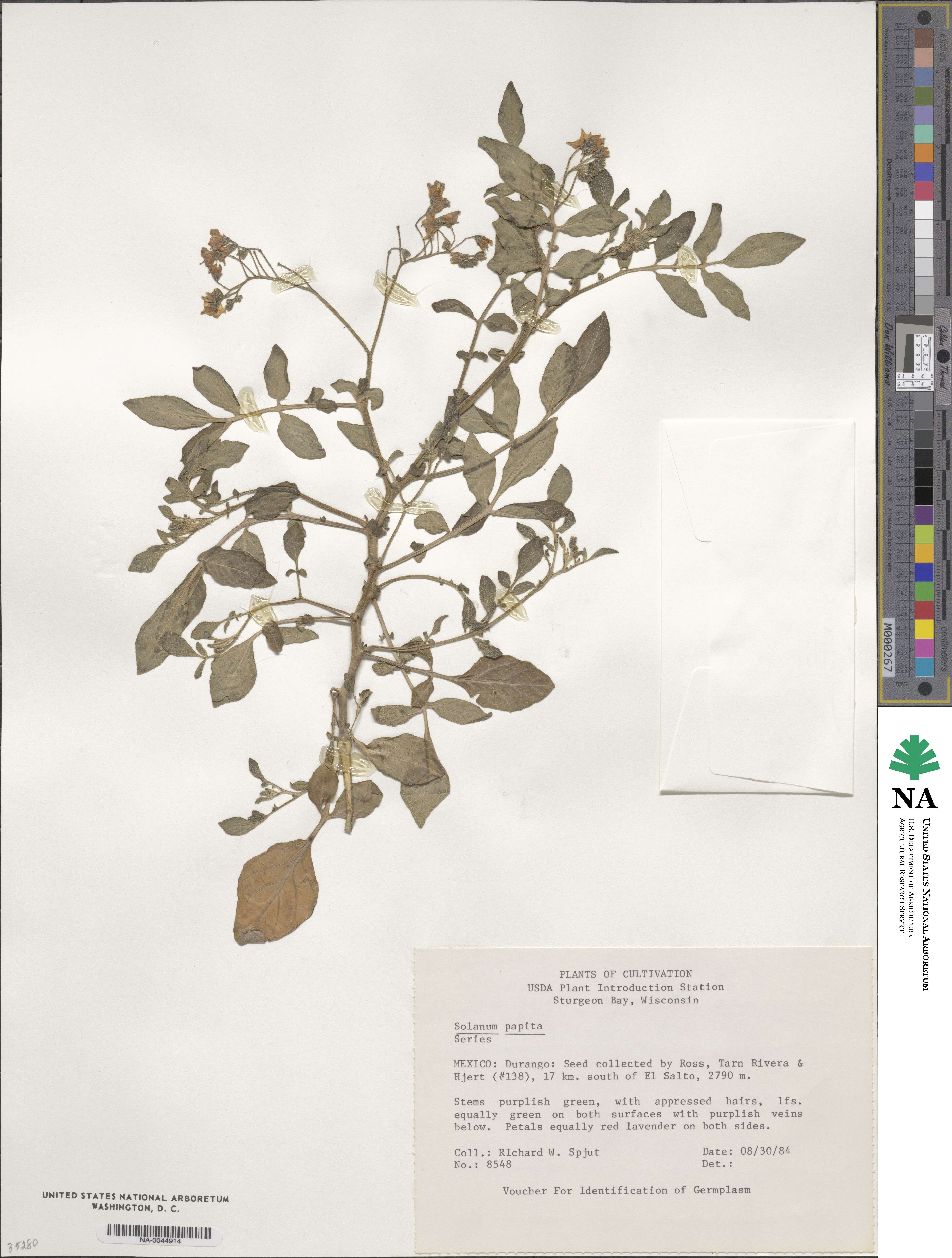 Solanum stoloniferum image