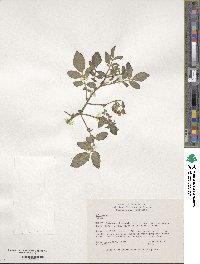 Solanum stoloniferum image