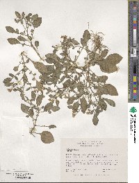 Solanum stoloniferum image