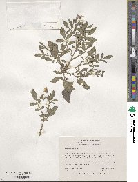 Solanum stoloniferum image