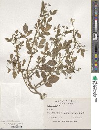 Solanum stoloniferum image