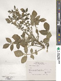 Solanum stoloniferum image