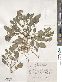 Solanum stoloniferum image