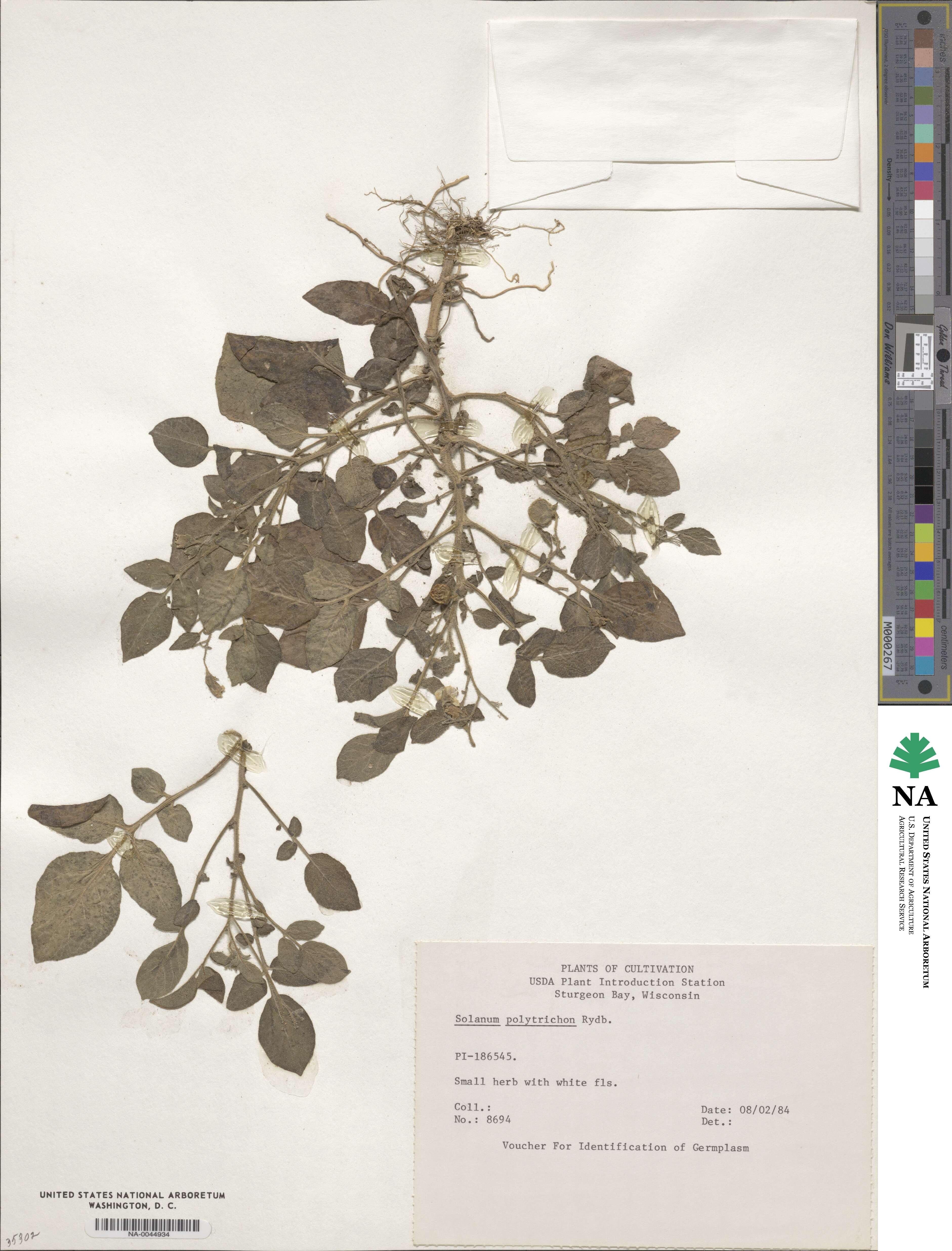 Solanum stoloniferum image