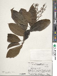 Oxydendrum arboreum image