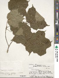 Acer nigrum image