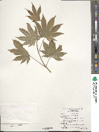 Acer pseudosieboldianum image