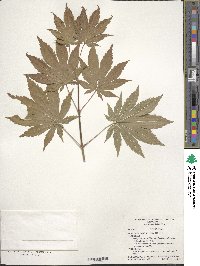 Acer pseudosieboldianum image