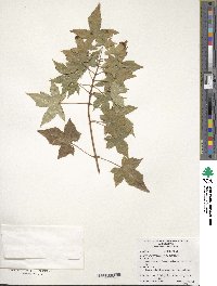 Acer truncatum image