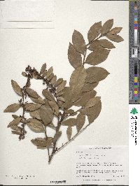 Lyonia lucida image