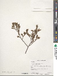 Image of Vaccinium angustifolium