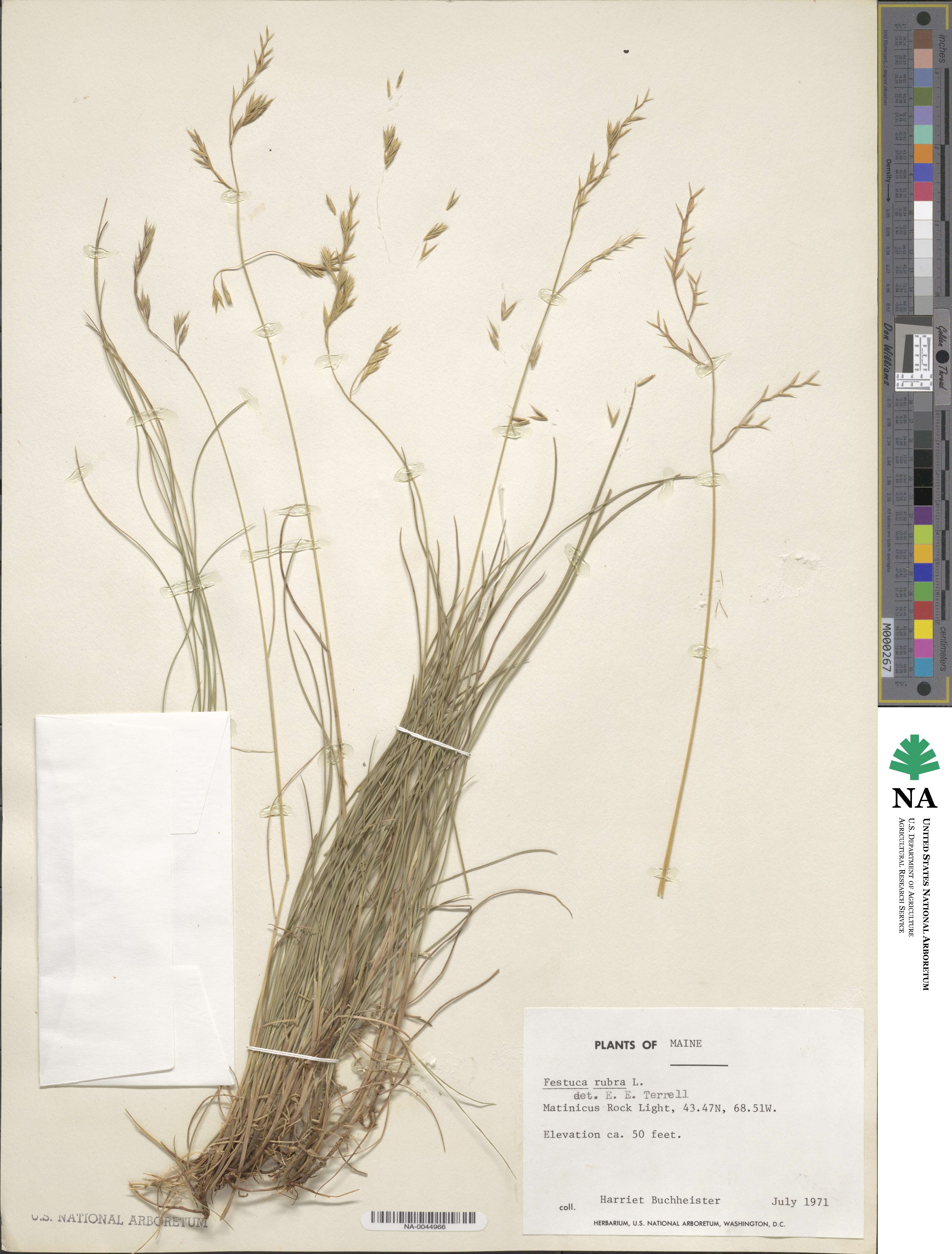 Festuca image