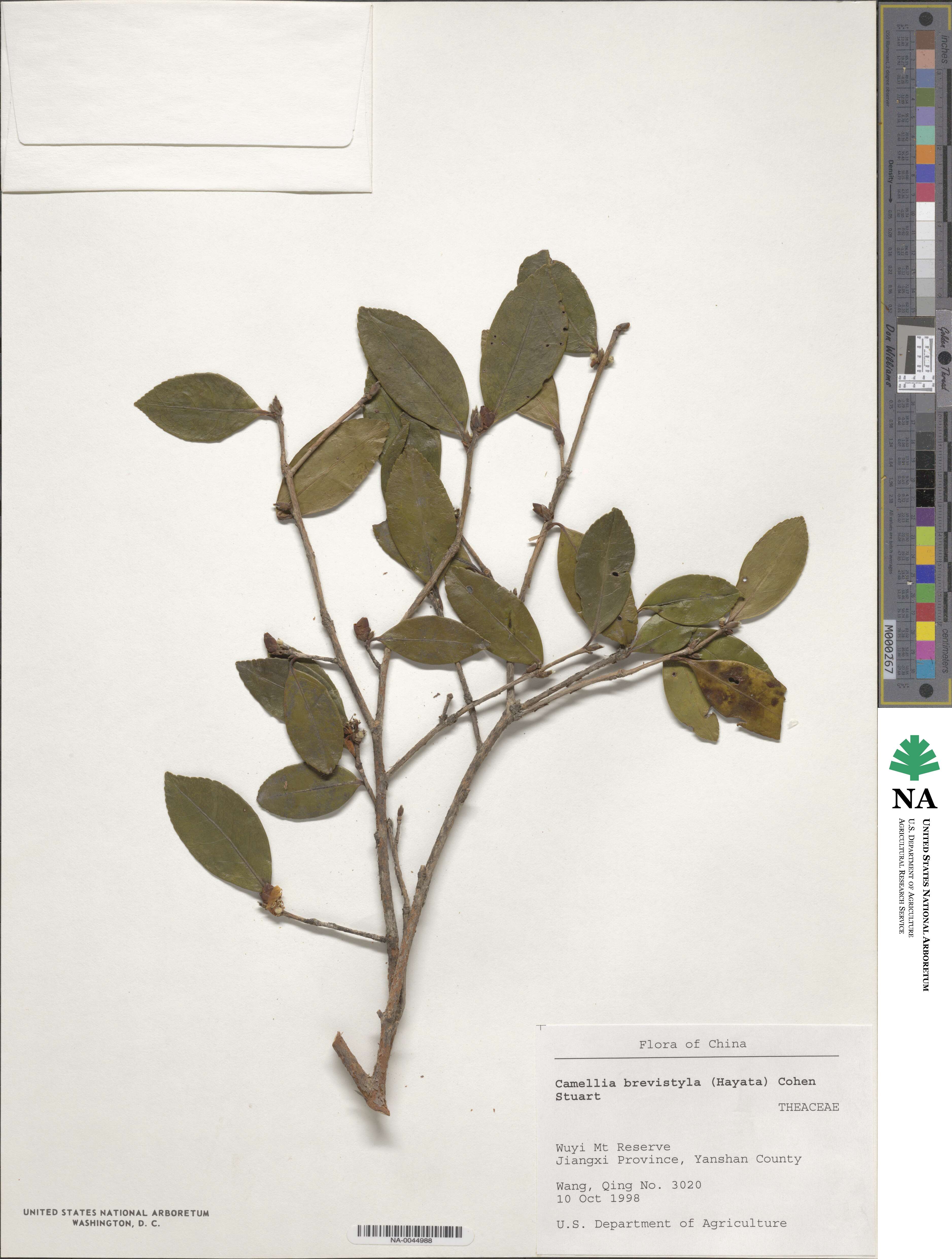 Camellia brevistyla image