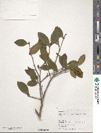 Camellia brevistyla image