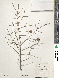 Tsuga canadensis image