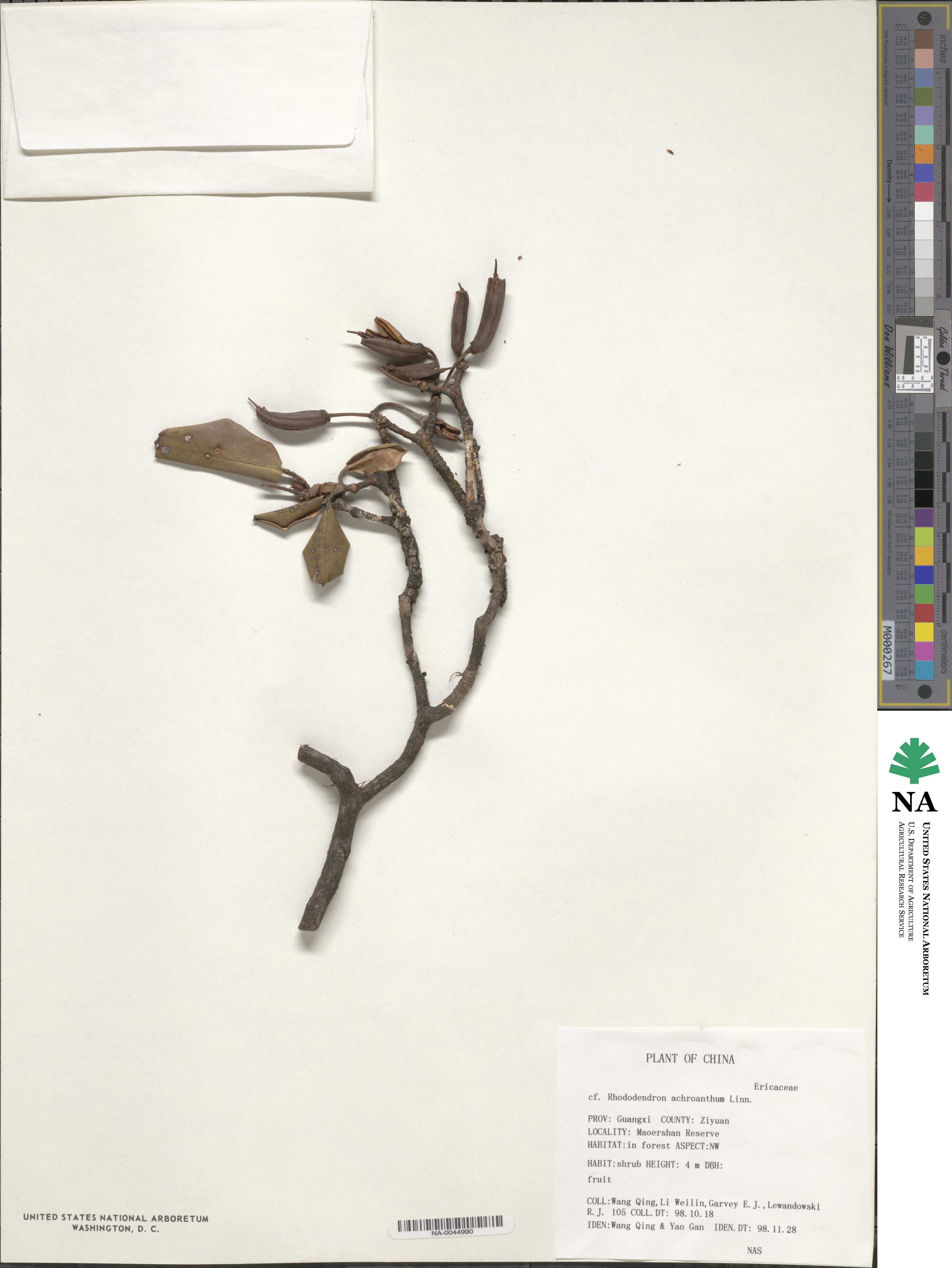 Rhododendron rupicola image