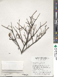 Tsuga chinensis image