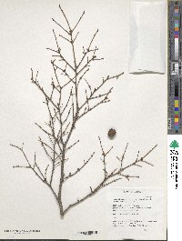 Tsuga chinensis var. chinensis image