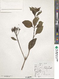 Hamelia rostrata image