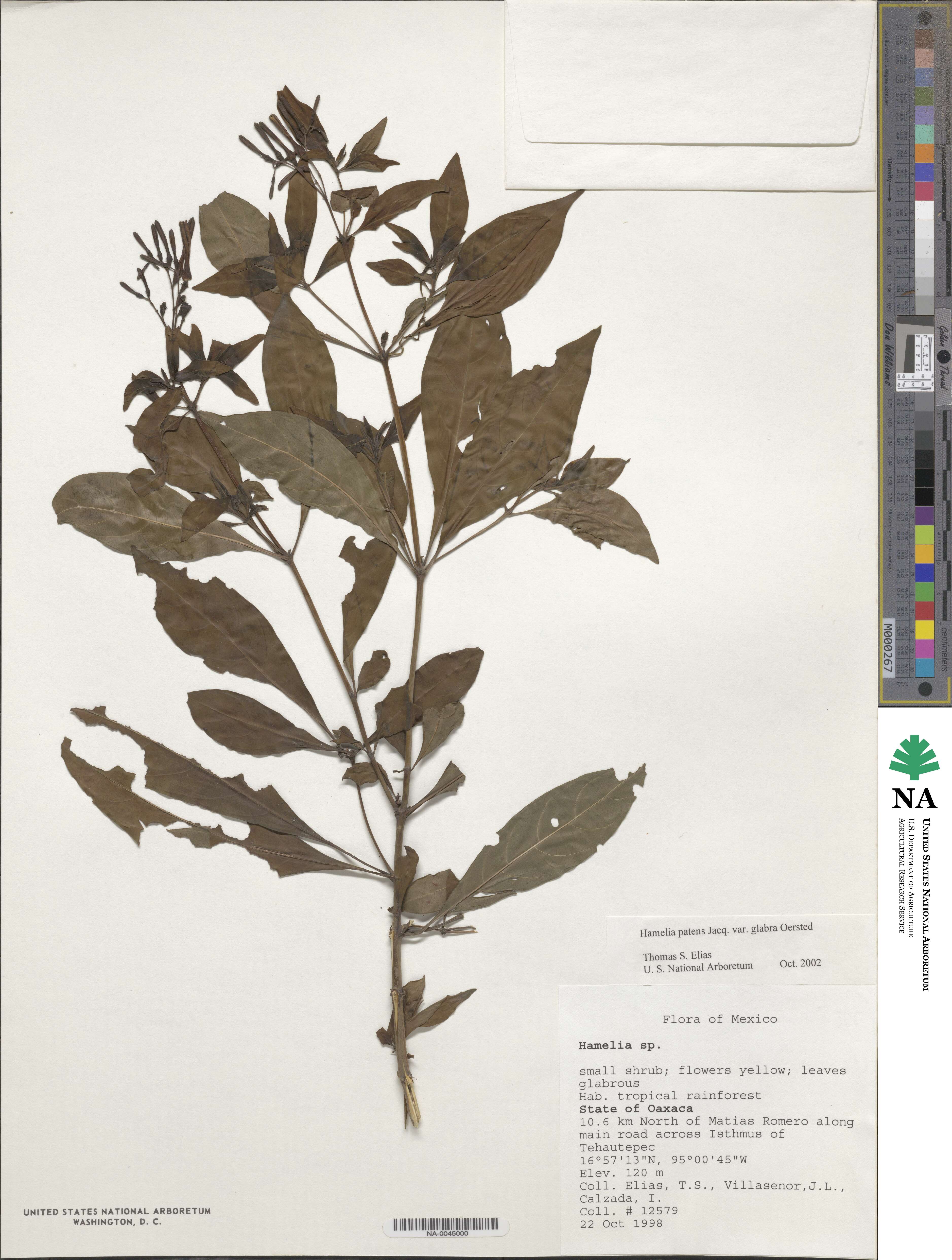 Hamelia patens image