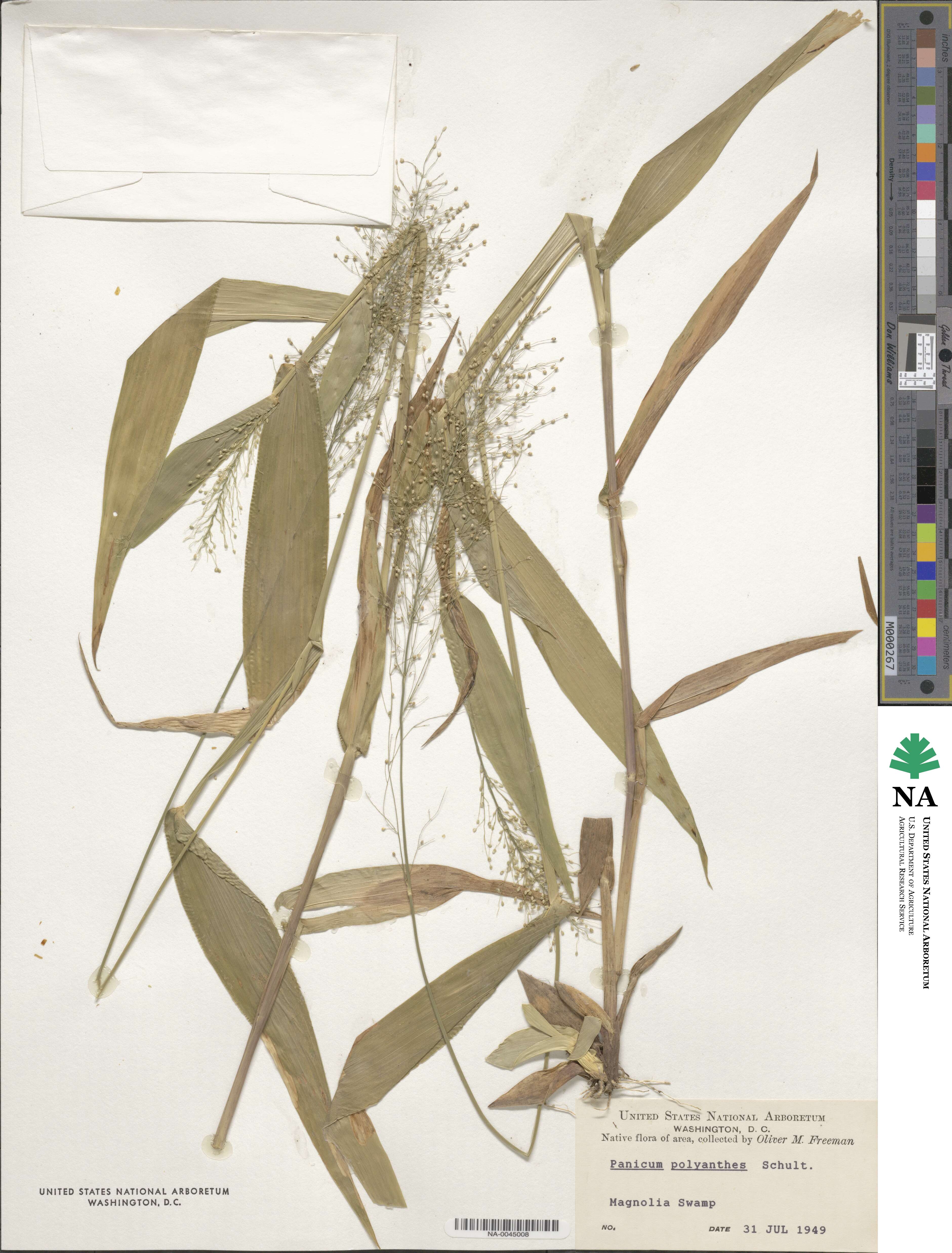 Dichanthelium image