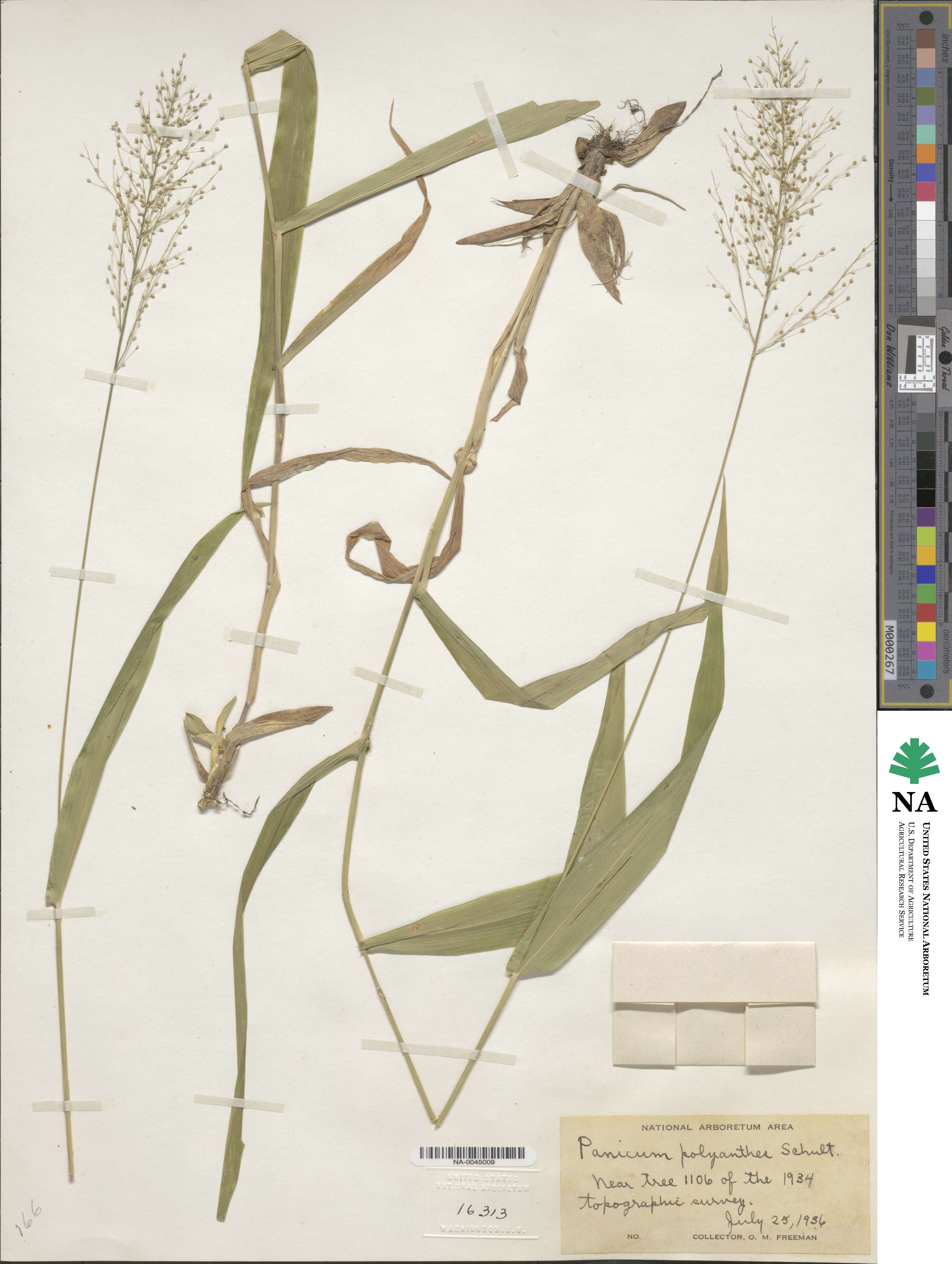 Dichanthelium polyanthes image