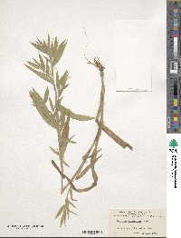 Panicum scoparium image