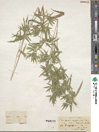 Panicum scoparium image