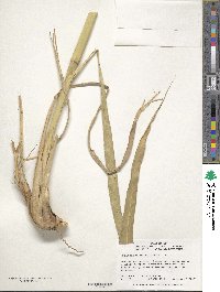 Tripsacum dactyloides image