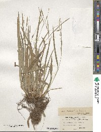 Carex laxiculmis image