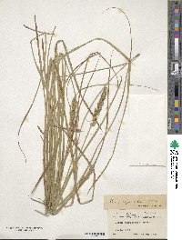 Carex vulpinoidea image