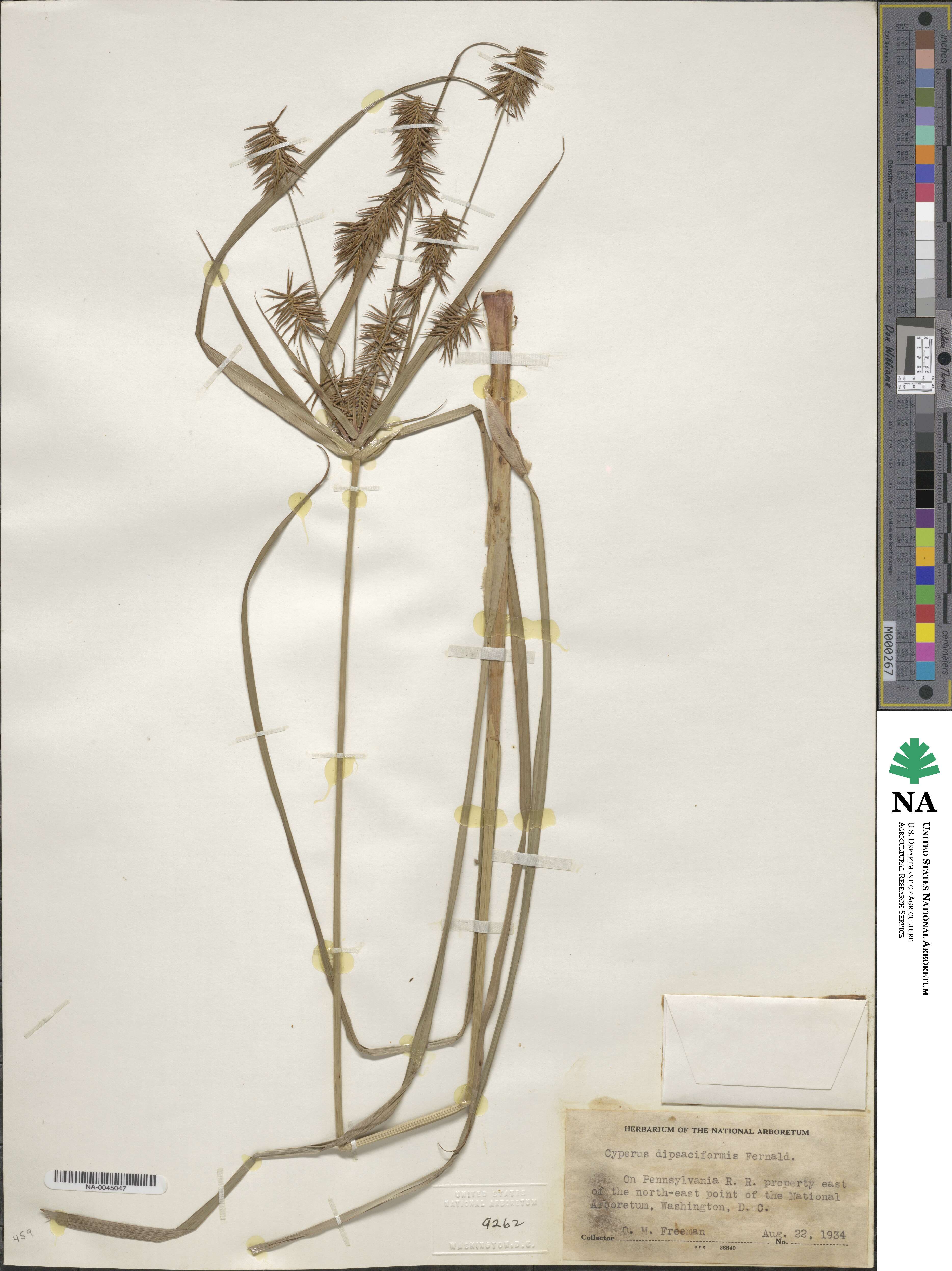 Cyperus retrofractus image