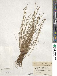 Eleocharis obtusa image