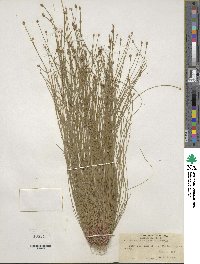 Eleocharis obtusa image