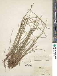 Eleocharis obtusa image