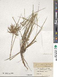 Image of Juncus acuminatus