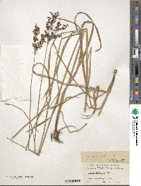 Juncus biflorus image