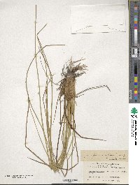 Juncus effusus subsp. solutus image