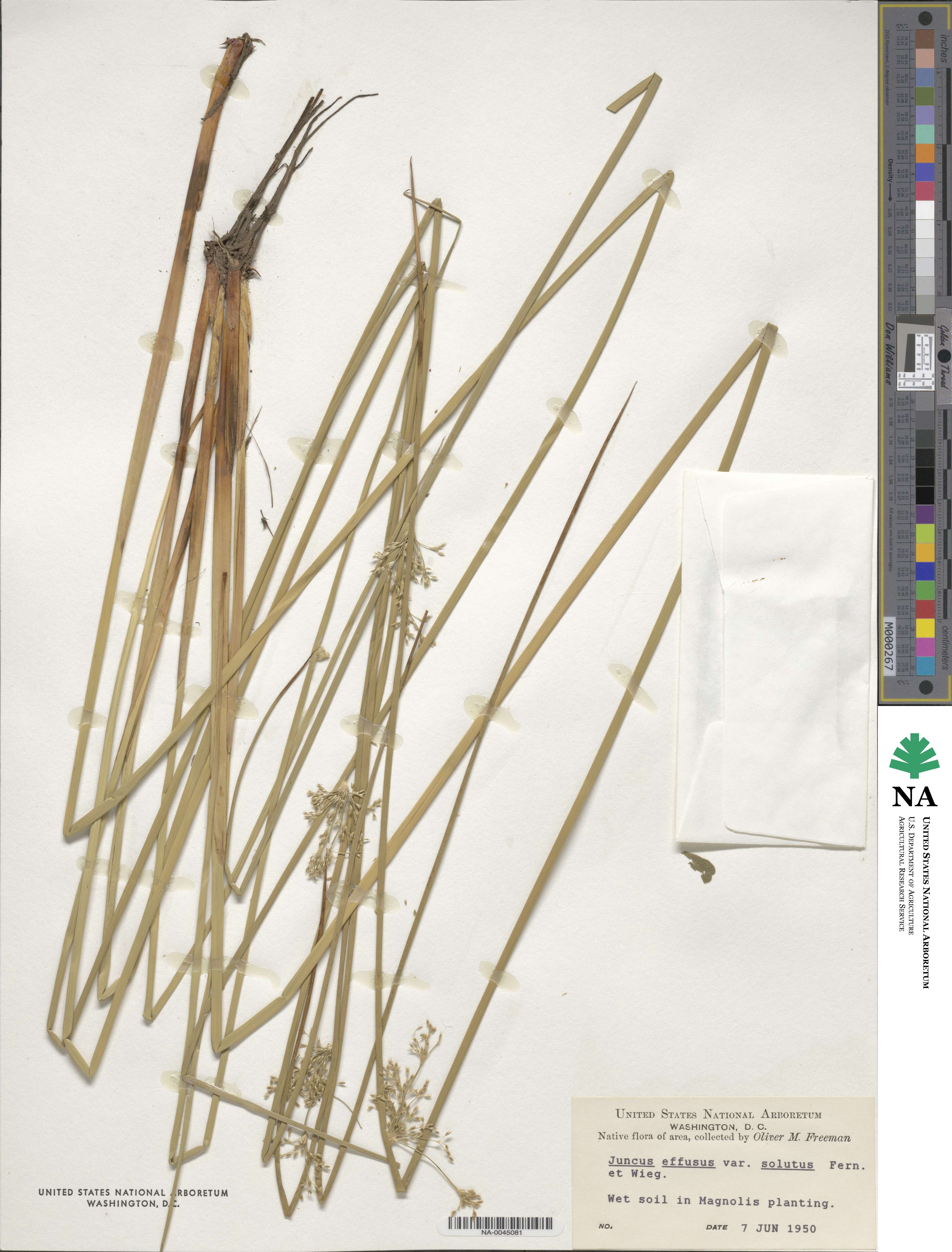 Juncus effusus subsp. solutus image
