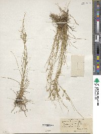 Juncus tenuis image