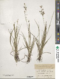 Luzula bulbosa image