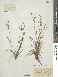 Luzula bulbosa image