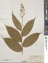 Maianthemum racemosum image