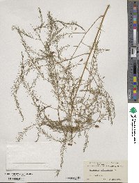 Asparagus officinalis image