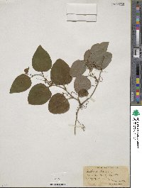 Smilax glauca image