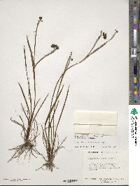 Sisyrinchium angustifolium image